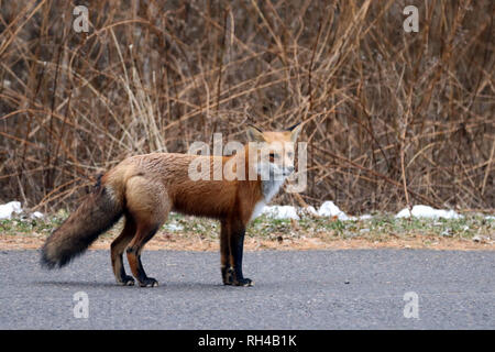 Red Fox am Hafen Cbourg Stockfoto
