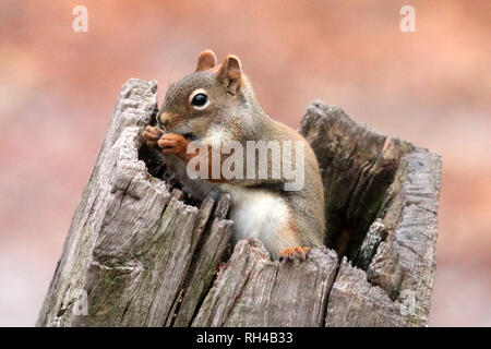 Eichhörnchen im Naturschutzgebiet Stockfoto