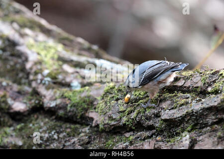 Weiße Breasted Kleiber Anmelden essen Insekt grub Stockfoto