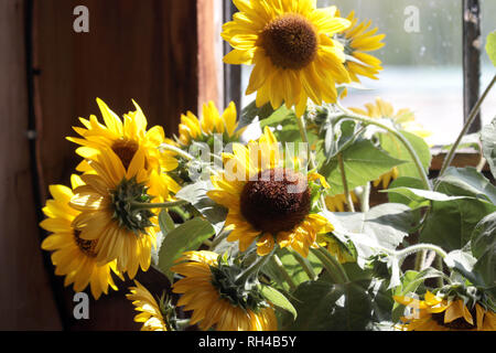 Sonnenblumen in Vase von Fenster Stockfoto