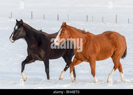 Zwei schöne Pferde - eine schwarz, der andere braun, beide mit Weißen in Gesichtern - um verschneite Weide an einem Wintertag in ländlichen Alberta, Kanada laufen Stockfoto