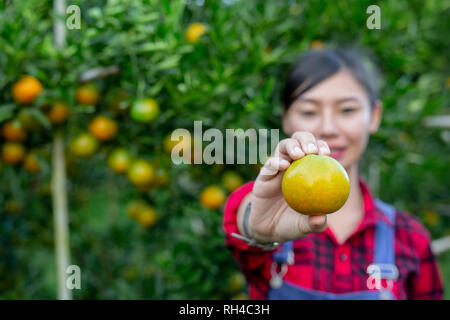 Der Bauer ist das Sammeln von Orange mit einem Lächeln. Moderne landwirtschaftliche Konzepte. Stockfoto