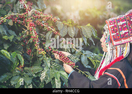 Akha Bauern, Frauen, lächeln und Kommissionierung ein Bündel von Kaffeebohnen aus einem Kaffee Baum, ist ein Kaffee Produkt eines Stammes im Norden von Thailand Stockfoto