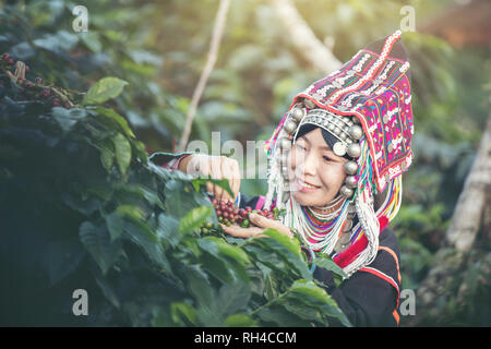 Akha Bauern, Frauen, lächeln und Kommissionierung ein Bündel von Kaffeebohnen aus einem Kaffee Baum, ist ein Kaffee Produkt eines Stammes im Norden von Thailand Stockfoto