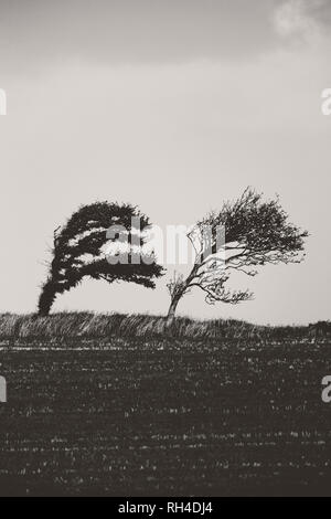 Schwarze und weiße windblown Bäume gelehnt im Feld Stockfoto