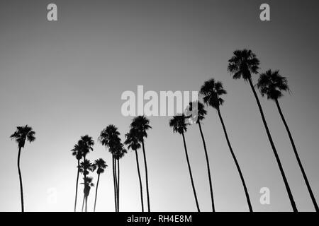 Silhouette Palmen gegen sonnigen Himmel, Santa Barbara, Kalifornien, USA Stockfoto