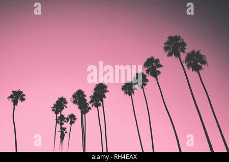 Silhouette Palmen gegen rosa Himmel, Santa Barbara, Kalifornien, USA Stockfoto