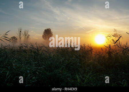 Idyllische, ruhige Sonnenaufgang und Nebel über ländlichen Bereich, Leopoldshagen, Mecklenburg-Vorpommern, Deutschland Stockfoto