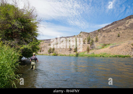 Fischer Casting zu steigenden native redside Regenbogenforelle auf der unteren Deschutes River in Oregon Fliegen. Der Deschutes ist so Wild und Scenic aufgeführt. Stockfoto