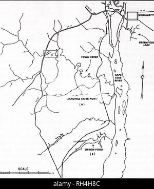 . Brimleyana. Zoologie; Ökologie; Natural History. 26 William F. Adams und Susan G. Brady WILMINGTON. Abb. 1. Stadt Creek und Umgebung (* = bekannte Reihe von Helisoma eucosmium,? = bekannte Orte der Planorbella magnifica. (1945) die Benennung bis zur endgültigen Studien des weichen Gewebes Anatomie. Über viel von seiner Länge, Stadt Creek ist eine Gezeiten- System mit maximalen Tiefe schwankt zwischen 5-7 m ca. 30-50 m breit. In der Erwägung, dass der Unterlauf mit Brackwasser anzuwenden sind, kein Salzgehalt hat in dem Bereich, in dem Helisoma eucosmium Auftritt erkannt worden. Physikalischer Parameter des Wassers sind pH 5.1-7.0 (* = 6.1, n=3), conductivit Stockfoto