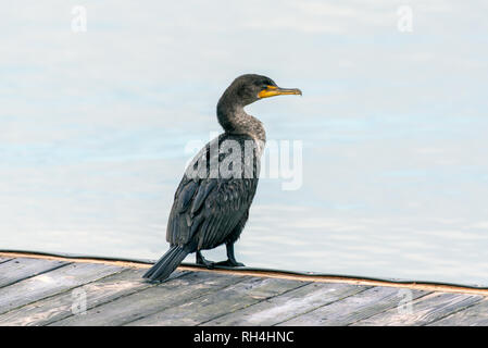 Doppel crested Cormorant marine Vogel thront auf der Holzterrasse am Ocean Oberfläche, während der Suche nach rechts. Stockfoto