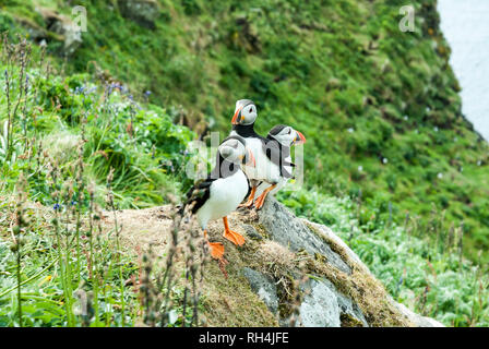 Drei bunten Papageitaucher gemeinsam auf einem Felsen. Stockfoto