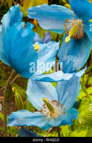 Drei helle blaue Blüten der Himalayan Blue Poppy, Stockfoto