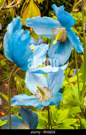 Drei helle blaue Blüten der Himalayan Blue Poppy, Stockfoto