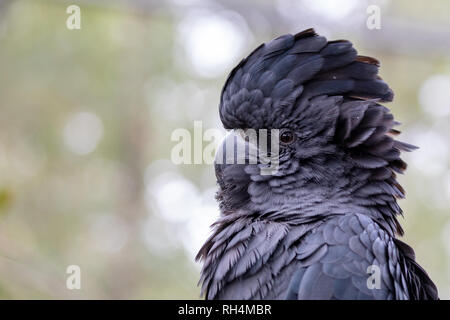 Australian Red-tailed black Cockatoo (calyptorhynchus banksii) Stockfoto