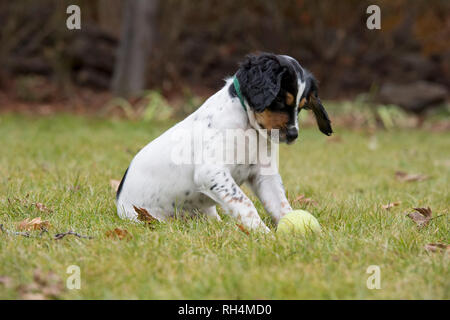 Acht Wochen altes English Setter Welpen spielen mit Tennis ball Stockfoto