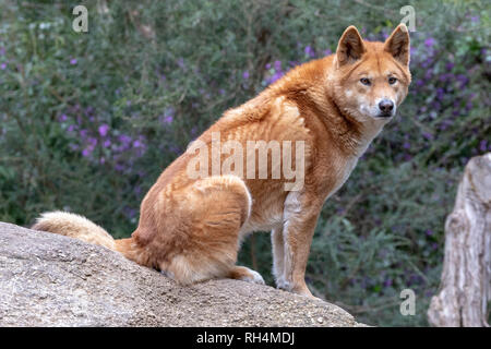 Dingo, Australian native Hunde (Canis lupus Dingo) auf einem Stein saß Stockfoto