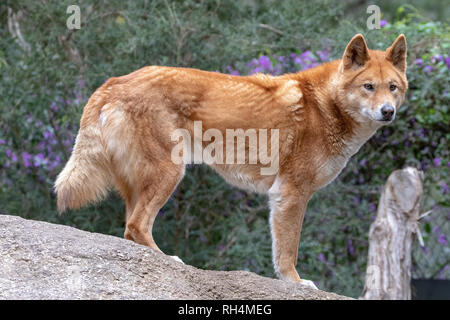 Dingo, Australian native Hunde (Canis lupus Dingo) auf einem Stein saß Stockfoto