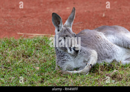 Australische Känguru (Macropus rufus) ruhen Stockfoto