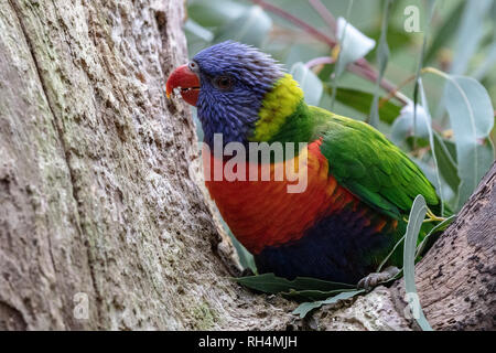 Rainbow lorikeet Sitzen auf einem Baum mit Kopie Raum Stockfoto