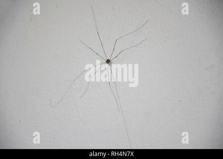 Daddy Long Leg Spinne mit weißen Wand Hintergrund Stockfoto