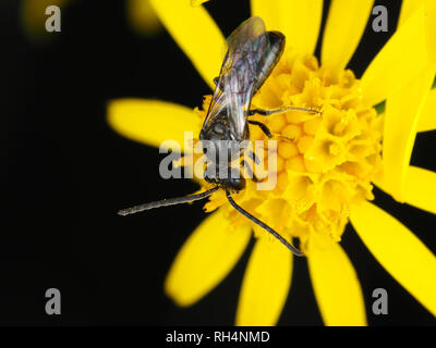 Männliche Schweiß Biene, Lasioglossum sp. (Oder, weniger wahrscheinlich, Halictus sp.), auf einer Blume Stockfoto