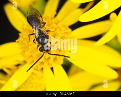 Männliche Schweiß Biene, Lasioglossum sp. (Oder, weniger wahrscheinlich, Halictus sp.), auf einer Blume Stockfoto