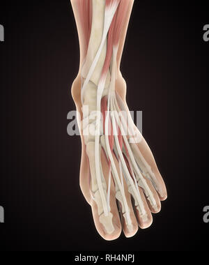 Menschlichen Fuß Muskeln Anatomie Stockfoto