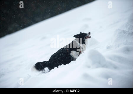 Border Collie im Winter Landschaft. Schwarz-weißer Hund auf Schnee. Stockfoto