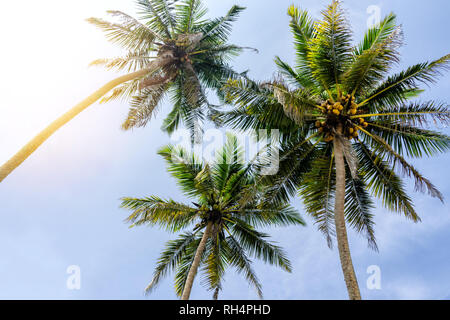Palmen Blick von unten, sonnigen Tag in den Tropen. Kokospalme mit grossen Blättern im Sommer Himmel Hintergrund, Sri Lanka. Stockfoto