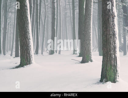 Verschneite Winterlandschaft Szenen in Lyme Park, ein National Trust property am Rande des Peak District National Park. Stockfoto