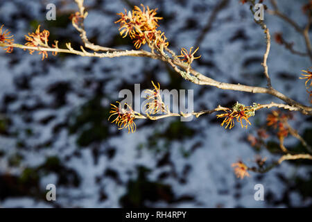 Eine Zweigniederlassung einer Zaubernuss Blumen auf einem sonnigen daywith Schnee im Hintergrund Stockfoto