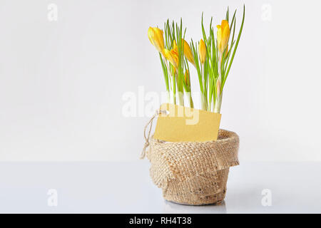 Gelbe Krokusse wachsen in einem Topf mit Karte und grauen Schleife auf einem weißen Hintergrund. Studio leuchten. Horizontale Stockfoto