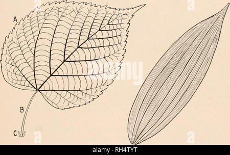 . Botanik; Grundsätze und Probleme. Botanik. Kapitel V der Blatt- UND SEINE FUNKTIONEN des vegetativen Organen der Anlage natürlich lassen sich in zwei Gruppen einteilen: Das root-system, im Boden gelegen und betraf in erster Linie die Absorption davon von Wasser und bestimmten Nährstoff Materialien; und die Stengel und Blätter (zusammen bezeichnet die Aufnahme), die in der Luft entfalten und sind in erster Linie mit der Herstellung der betreffenden Lebensmittel, Rohstoffe, für die Sie. Abb. 31. - Zwei Arten von Blatt - aderung. Auf der linken Seite, notted - veincd Blatt von Linden. A, Blade. B, blattstiel. C, nebenblätter. Auf der rechten Seite, Parallel-Geäderte Blätter Solomo Stockfoto