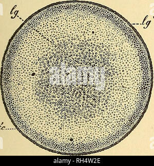 . Botanik für Schulen und Hochschulen. Botanik. Abb. 320.- Querschnitt der Stamm der wliich Schwein. 319 ist der Schaltplan, talten über das Fünfte Blatt.- Nach dem Nageli. tweon den fünften und sechsten Blätter der obigen Abbildung. Die Bündel sind wie in Abb. nummeriert. 319. 542.-In einer vergleichsweise geringen Anzahl von Instanzen Es gibt fibro - leitbündel im Stengel, die in keinem Zusammenhang mit den Blättern. Diese werden als potraining Bundles bekannt. 543.- Im Monocotyledons und viele krautige Dicotyledons, der libro - leitbündel ai" e geschlossen - das heißt, es gibt keine Zone der meristem Gewebe zwischen links Stockfoto