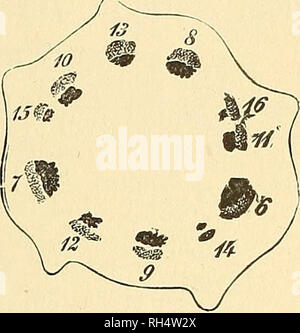 . Botanik für Schulen und Hochschulen. Botanik. Gewebe der Angiospermen 443. Abb. 320.- Querschnitt der Stamm der wliich Schwein. 319 ist der Schaltplan, talten über das Fünfte Blatt.- Nach dem Nageli. tweon den fünften und sechsten Blätter der obigen Abbildung. Die Bündel sind wie in Abb. nummeriert. 319. 542.-In einer vergleichsweise geringen Anzahl von Instanzen Es gibt fibro - leitbündel im Stengel, die in keinem Zusammenhang mit den Blättern. Diese werden als potraining Bundles bekannt. 543.- Im Monocotyledons und viele krautige Dicotyledons, der libro - leitbündel ai" e geschlossen - das heißt, es gibt keine Zone von m Stockfoto
