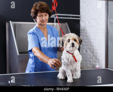 Portrait von süßen bichon Havaneser während Hair Care Behandlung in professionellen Pet Grooming Salon Stockfoto