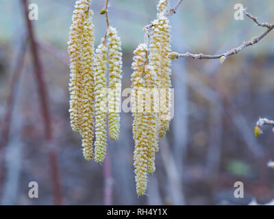 Nahaufnahme des gefrorenen gelbe Kätzchen auf einer Haselnuss Baum im Winter Stockfoto