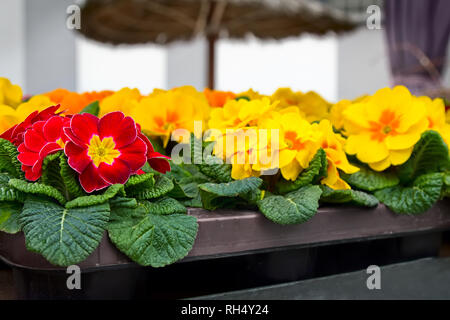 Rote und gelbe Primeln (Primula vulgaris Hybriden), Topfpflanzen Frühling Blumen am Markt im Freien. Stockfoto