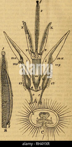 . Britische bee Journal &Amp; Imker Berater. Bienen. 39-4 DIE BRITISCHE BEE JOURNAL. [1. Dezember 1885. die Blume, die sehr leicht erreicht werden können. Der diptera sind nie auf Blüten mit langen Corolla - Rohre gefunden. Nur solche Formen als die bescheidenen - Biene fliegt, Sgrphidce, Empidre, und einige andere, haben einen Rüssel groß genug, um sie in die Lage zu versetzen, Honig aus den Blüten der leicht Röhrenform zu erhalten. Der Rüssel der Bombglius ist etwa einen Zentimeter lang. Es ist stabil und steif, die Cleft-kinder in der Ex-tremity und dicht mit Haaren zu kämpfen. Bestimmte andere Strukturen in der Bildung der Mund {e. Stockfoto