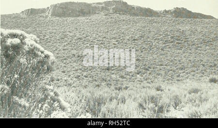 . Brigham Young University science Bulletin. Biologie -- Zeitschriften. Biologische Serie, Vol. 18, Nr. 1 der Wanderfalke in Utah. Abb. 4. Aussicht auf Land Rock Horst aus der Natur des Bodens und der Vegetation. Foto von Kim Despain, 1971. Raspel (1947) aufgenommenen Wanderfalken an Angel's Landing im Zion Canyon, Washington County, von März bis August 1939, wo Erwachsene fre- gen gesehen wurden Lebensmittel mit einem hohen Felsvorsprung auf der Fläche des Peaks. Am 16. Juli 1939 (genauere Termine von Woodbury et al., un-publ. ms) eine junge Frau, die nur ein paar Wochen alt, versehentlich in der Schlucht (Abbn getötet wurde. 1. Stockfoto