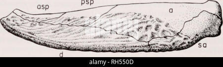 . Breviora. ?? BRLVIORA Nr. 314 äußere Oberfläche, ein längs, flachen Regal in der Region vorhanden ist gegenüber der Adduktoren Fossa; dies entspricht der Untergrenze o Die jugal Flansch des Schädels. Den unteren Teil der äußeren Oberfläche Kurven nach medial, für die dorsale Breite zu kompensieren, so dass die meisten splenial-eckige Bereich und im unteren Teil des dentary in einem ventralen anstatt einen seitlichen Blick gesehen werden. Viel von der äußeren Oberfläche der Kiefer ist der Ähnlich wie der Schädel root skulpturale, Hütte m Die posterodorsal Teil oi der äußeren Oberfläche. Abb. 13. Ventrolateralen Stockfoto
