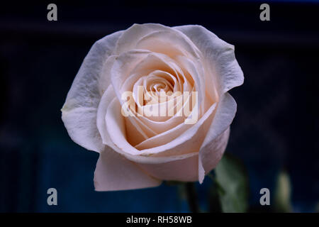 Weiße Rose. White Wedding Rose Nahaufnahme auf dunklem Hintergrund. Stockfoto