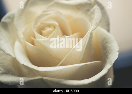 Weiße Rose. White Wedding Rose Nahaufnahme auf dunklem Hintergrund. Stockfoto