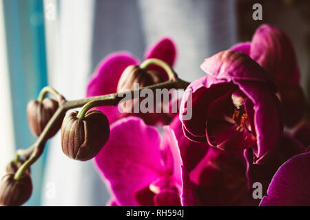 Purple Orchid. Closeup gewählten Schwerpunkt lila Farbe wunderschöne tropische Orchidee. Stockfoto