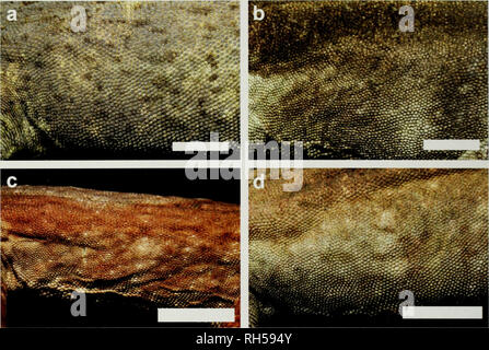 . Breviora. Zoologie; Paläontologie. 12 BREVIORA Nr.537. Abbildung 8. Anolis macrinit Flanke scalation in, eine SMF SMF 96207; b, c, SMF 96208; 96209; 26580 d, IBH. Maßstab Balken = 5 mm. Andere tagsüber. Diese entdeckt wurden ein Subadult male (IBH-26580), die während des Tages waren alle wach, war in der Regel auf eine Niederlassung eines Bush über 150 cm regungslos, und sehr gut getarnt. Die über dem Boden, und ein erwachsenes Weibchen, dass zwei Exemplare schlafen nachts begegnete, war das Schlafen auf einem Blatt mit dem Kopf. Bitte beachten Sie, dass diese Bilder aus gescannten Seite Bilder, die wurden di extrahiert werden Stockfoto