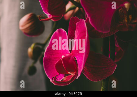 Purple Orchid. Closeup gewählten Schwerpunkt lila Farbe wunderschöne tropische Orchidee. Stockfoto