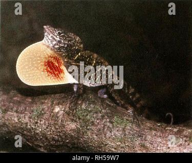 . Breviora. Zoologie; Paläontologie. 12 BREVIORA Nr. 520 Anolis allogus Anolis alutaceus. Foto von Kevin de Queiroz. Diese Art passt die klassische Definition einer Amtsleitung Boden anole: Eine stämmige Eidechse mit langen hintergliedmaßen, oft auf breite Flächen (in der Regel Baumstämme) relativ dicht über dem Boden. Anolis allogus wird vor allem im tiefen Wald gefunden und hat eine niedrigere Körpertemperatur, als einige der anderen Trunk-Boden anoles. Er ist einer von vier sympatric Trunk-Arten in Soroa (die anderen sind A.homolechis mestrei, A. und A. sagrei), die in der Farbe der Wamme unterscheiden sich ein Stockfoto