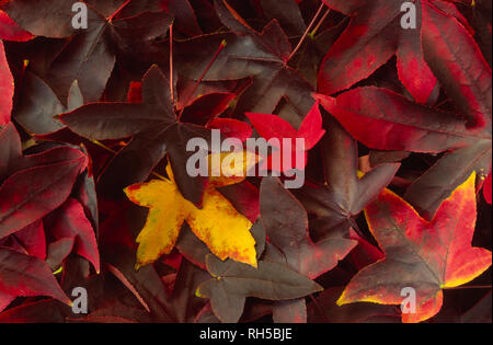 Muster der Herbst sweet gum Blätter Stockfoto