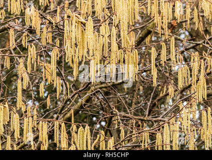 Hasel (Corylus avellana) Busch mit Katzenkindern im Januar Stockfoto